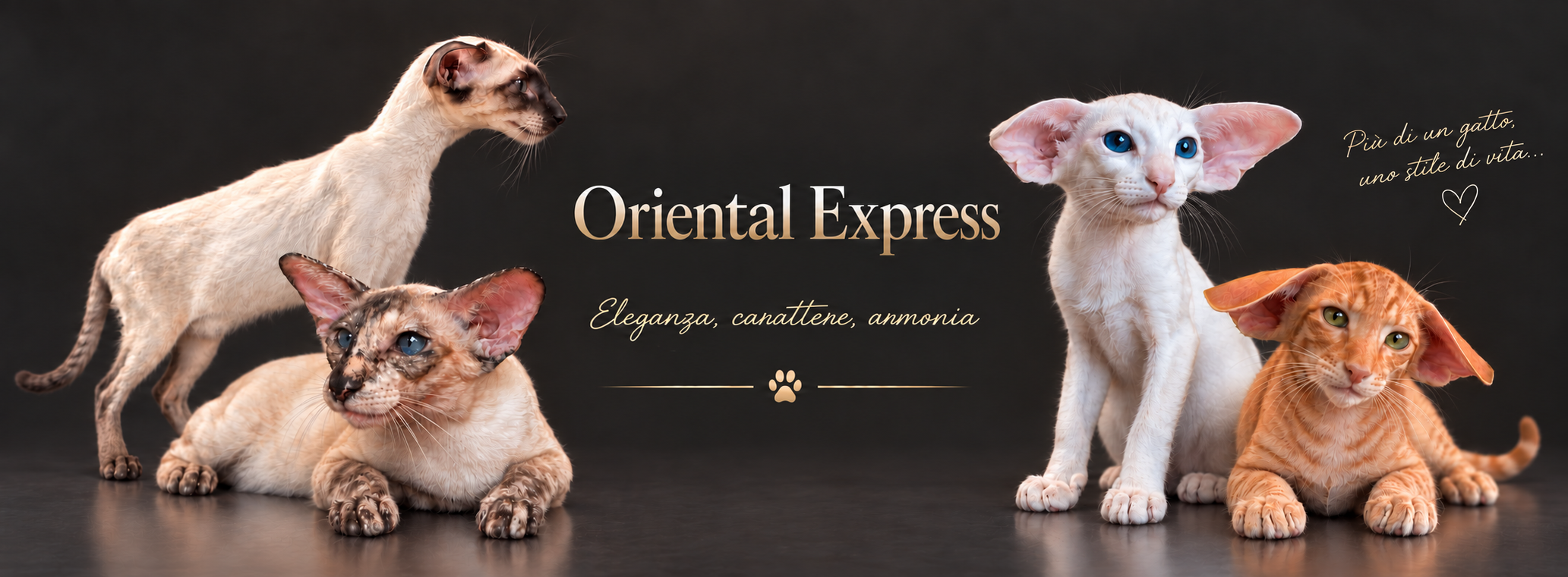 Oriental Express - gatti Siamesi e Orientali